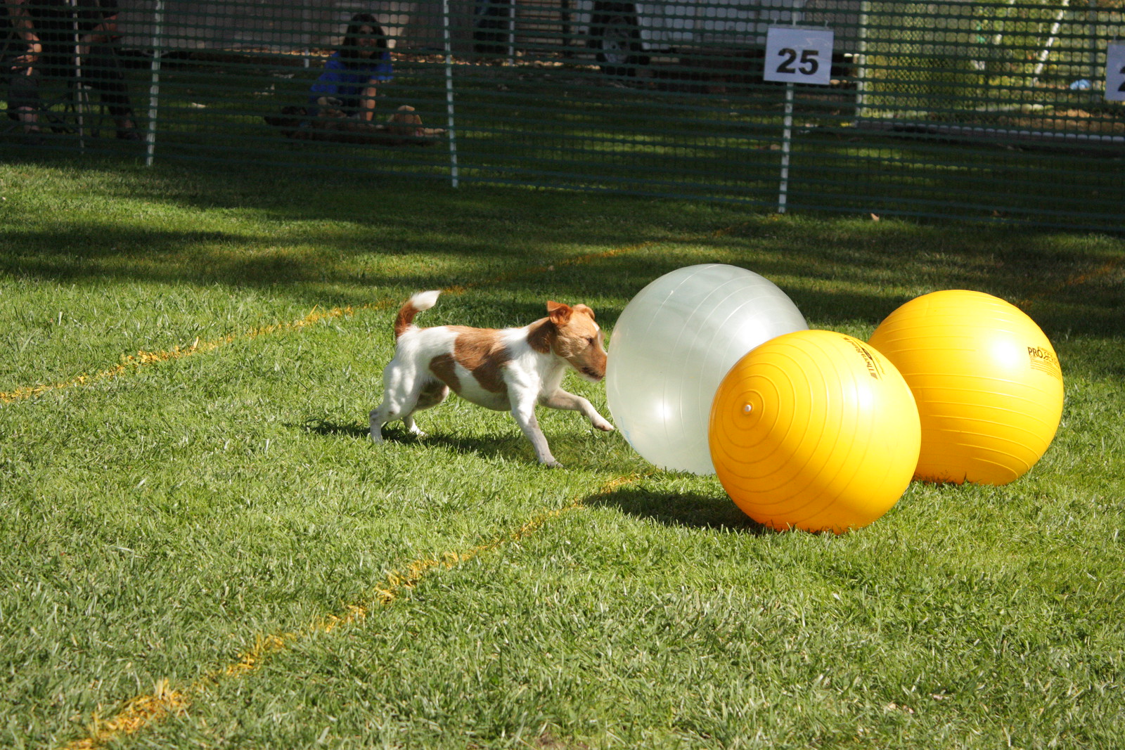 Urban agility hot sale dog training