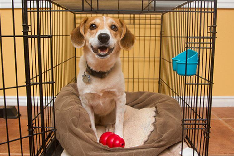 US Service Animals - How to Crate Train a Puppy